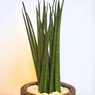 botanical name for snake plant Snake Plant (Sansevieria Laurentii) main image 1