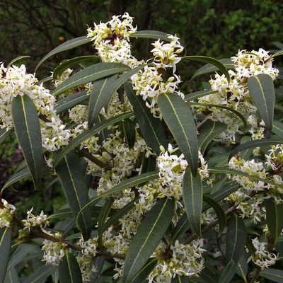 Osmanthus Perfume of Nature Shoot