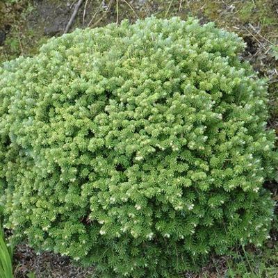 Abies numidica 'Glauca' - Shoot