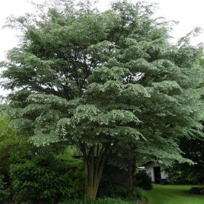 Zelkova serrata 'Variegata' - Shoot