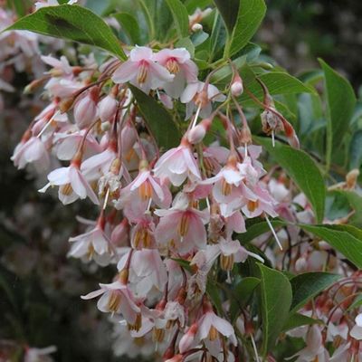 styrax japonicus purple dress Styrax japonicus 'Purple Dress'