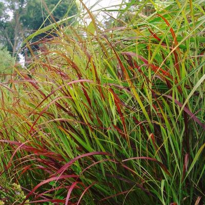 Panicum shop virgatum rotstrahlbusch