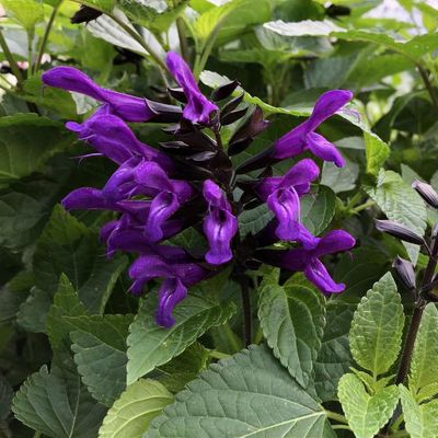 Salvia 'Rockin' Deep Purple' (Rockin' Series) - Shoot