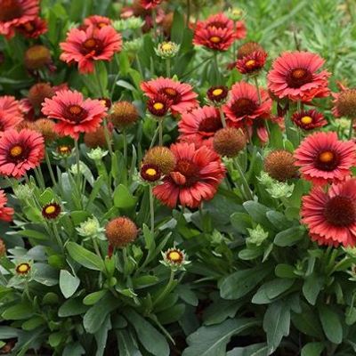 Gaillardia SpinTop Red SpinTop Series Shoot