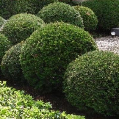 Taxus baccata 'Repandens' - Shoot