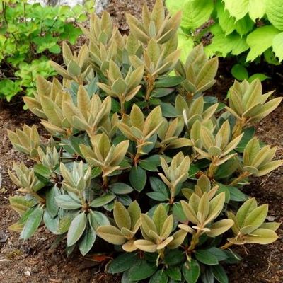 Rhododendron 'Rusty Dane' - Shoot