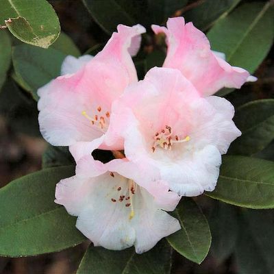 Rhododendron 'Berg's Queen Bee' - Shoot