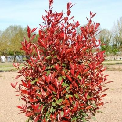 john plant Arctostaphylos 'John Dourley' main image 1