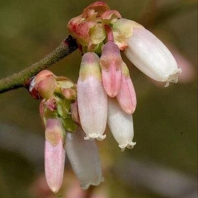 Vaccinium elliotii - Shoot