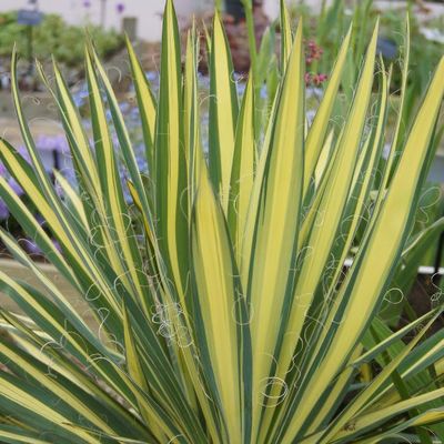chestnut plant Money Tree 'Guiana Chestnut' Pachira Braid | Indoor Plant | Tropical Plant  | Potted Plant