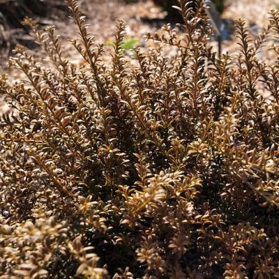 pyramiden thuja Thuja Occidentalis 'Fastigiata' (Pyramid Cedar) – The NuScape Store main image 1