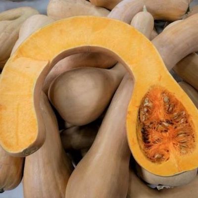 Cucurbita moschata 'Tahitian'