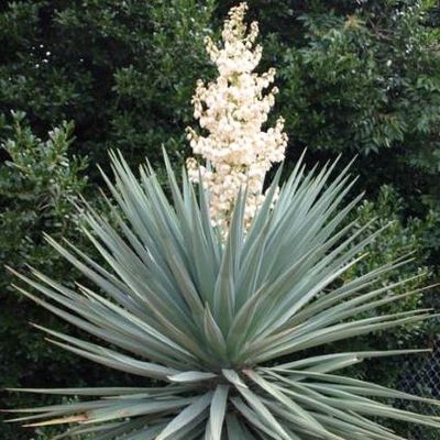 Yucca schottii - Shoot