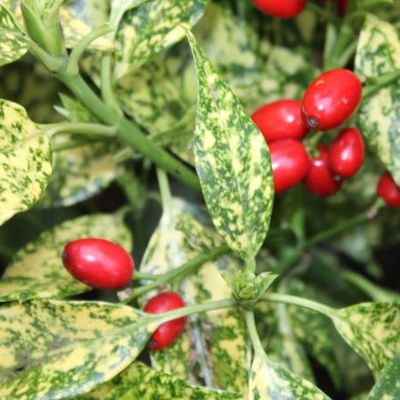 Aucuba japonica 'Sulphurea Marginata' - Shoot