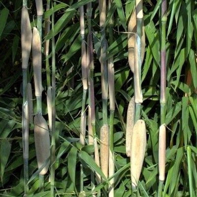 Fargesia murielae 'Ivory Ibis' - Shoot