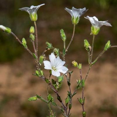 Arenaria algarbiensis