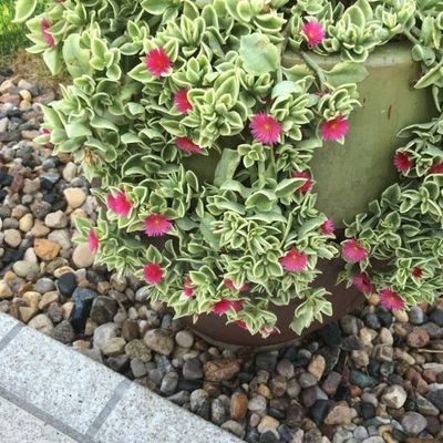 Aptenia cordifolia 'Variegata' - Shoot