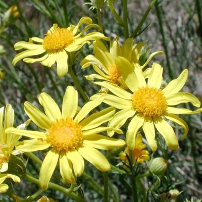 Senecio flaccidus