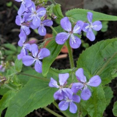 Lunaria annua 'Variegata' - Shoot
