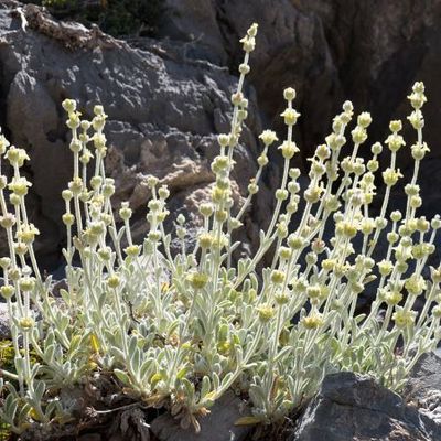 Sideritis syriaca - Shoot