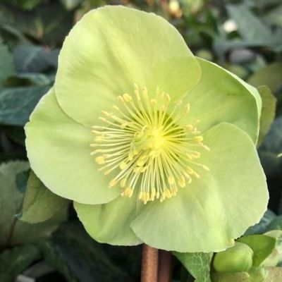 Helleborus (Rodney Davey Marbled Group) 'Illumi Lime' - Shoot