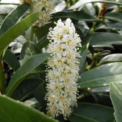 Prunus laurocerasus 'Genolia' - Shoot