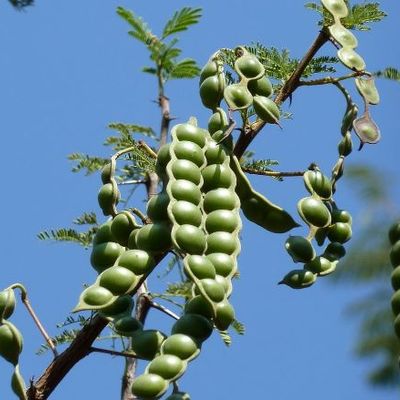 Acacia arabica - Shoot