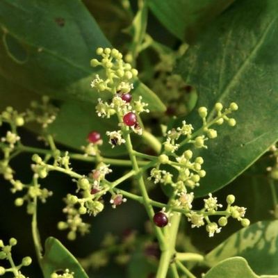 sedum sarmentosum plant Gold Moss Stonecrop (Sedum sarmentosum) Organic Plant in 2.5-inch Pot   Smoke Camp Crafts