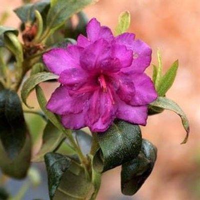 Rhododendron 'April Rose' - Shoot