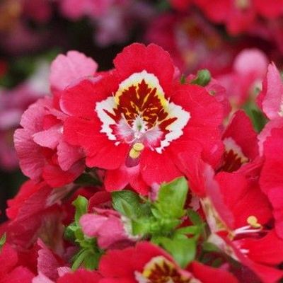 Schizanthus x wisetonensis 'Atlantis Scarlet Bicolor' (Atlantis Series) -  Shoot