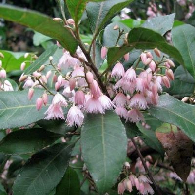 Elaeocarpus reticulatus