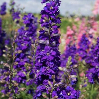 Consolida ajacis 'Giant Imperial Blue Spire' (Giant Imperial Series) - Shoot