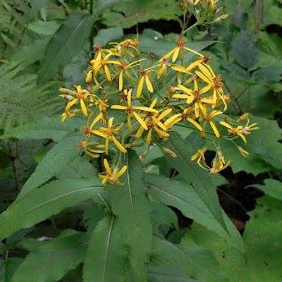 Senecio nemorensis