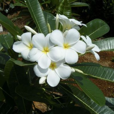 Plumeria obtusa - Shoot