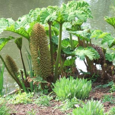 Gunnera manicata - Shoot