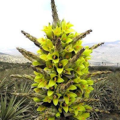 big chinese money plant Chinese Money Plant — Green Acres Nursery & Supply main image 0
