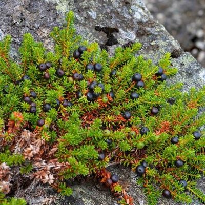 Empetrum nigrum - Shoot