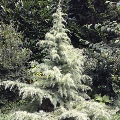 Cedrus deodara 