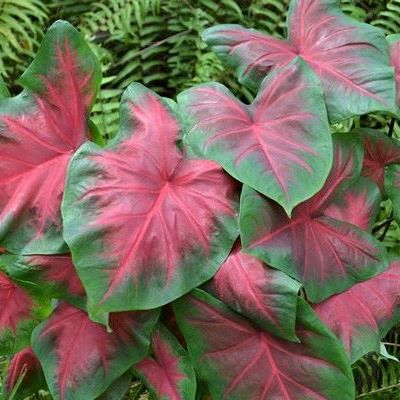 Caladium 'Rosebud' - Shoot