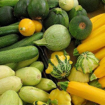 Cucurbita pepo (any summer squash variety)