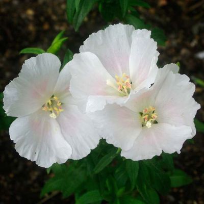 How to Grow Satin Flower (Clarkia amoena)