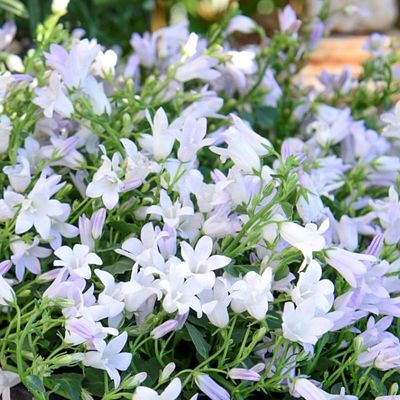 Campanula Get Mee Series - Shoot