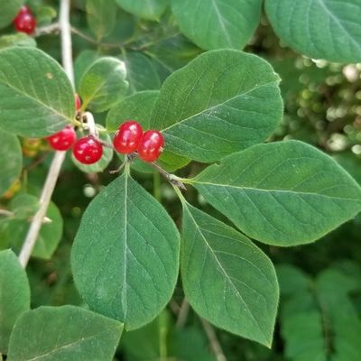 Lonicera xylosteum - Shoot