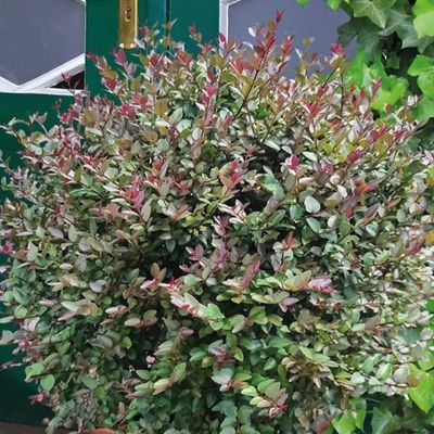 Lonicera ligustrina var. yunnanensis 'Purple Storm' (Garden Clouds Series)  - Shoot