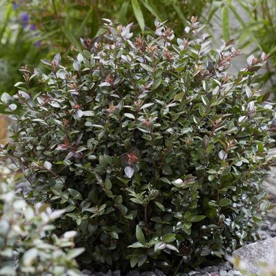 Lonicera ligustrina var. yunnanensis 'Purple Storm' (Garden Clouds Series)  - Shoot