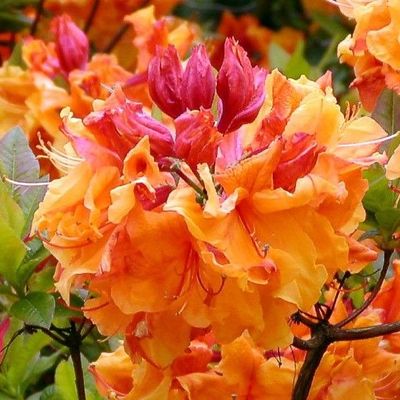 Rhododendron 'Sunte Nectarine' - Shoot