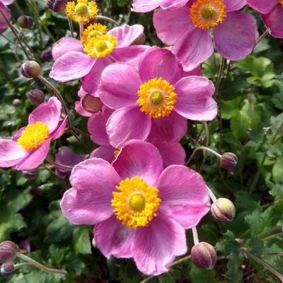 anemoneと女性 Anemone x hybrida 'Pink Cloud' - Shoot