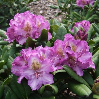 Rhododendron 'Bohlken's Lupinenberg Laguna' - Shoot