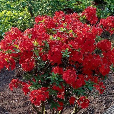 rhododendron bloombux Rhododendron, bloombux Blush
