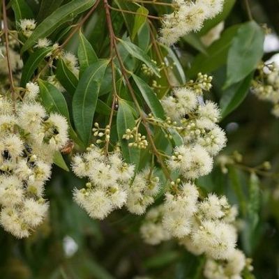 Syzygium floribundum